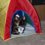 Sammie's Tent