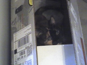 Sammie in a box